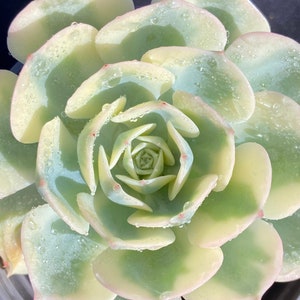 saatgut heimische wildblumen Blumensamenmischung 