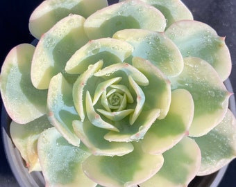 Echeveria Secunda var. glauca Variegated Rare Succulent Plants 1 Head 3.5” Imported Live Succulent Plant Indoor Office Party Baby Decor Gift