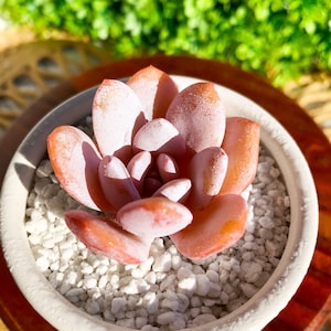 Echeveria Laui Rare Succulent Plants Live, 1 Head 2&quot;, Bare Root Without Soil Pot, Indoor Office Party Plant Love Gifts