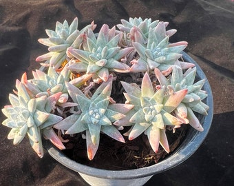 Dudleya Gnoma S.W.McCabe Rare Succulent Plants, 8-14 Heads 3.5” Green Imported Live Succulent Plant, Indoor Office Wedding Party Decor Gifts