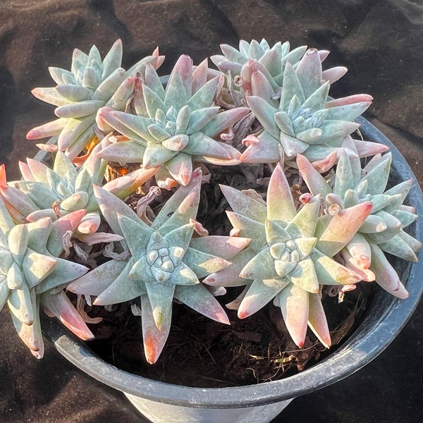 Dudleya Gnoma S.W.McCabe Rare Succulent Plants, 8-14 Heads 3.5” Green Imported Live Succulent Plant, Indoor Office Wedding Party Decor Gifts