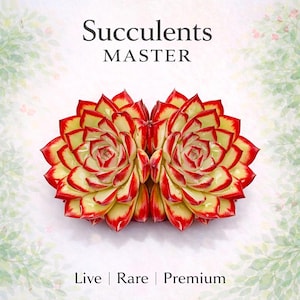 May include: Two vibrant succulents with red-tipped leaves and yellow-green centers are displayed. The image features the text "Succulents MASTER" above the plants, and "Live | Rare | Premium" below.