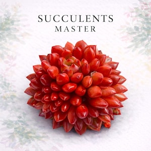May include: A vibrant red succulent with tightly packed, rounded leaves. The plant is centered against a white background with the text "SUCCULENTS MASTER" at the top. The succulent's color ranges from deep red to lighter shades.
