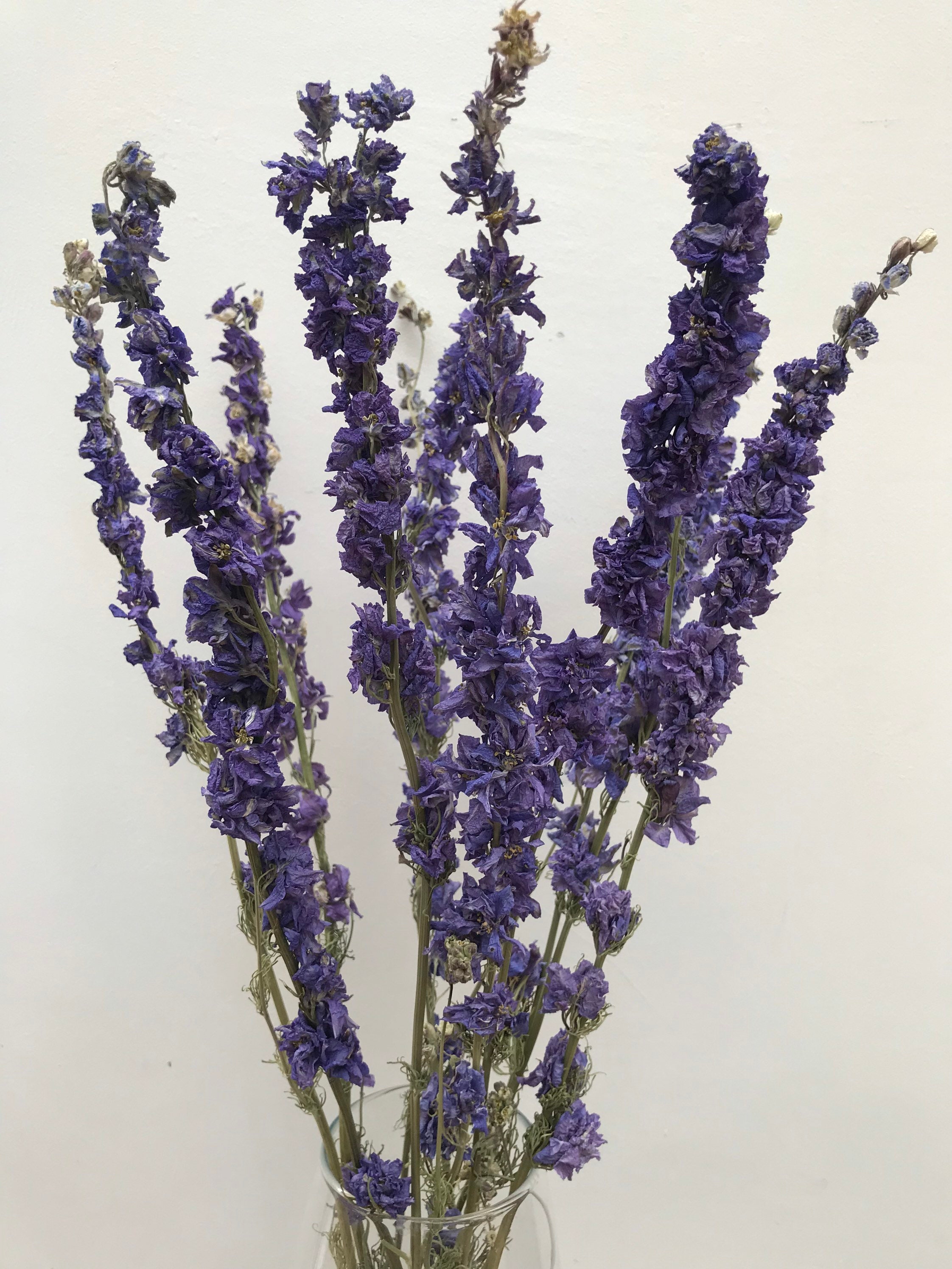 Dried Purple Delphinium Flowers Long Dried Flower StemsDried Etsy