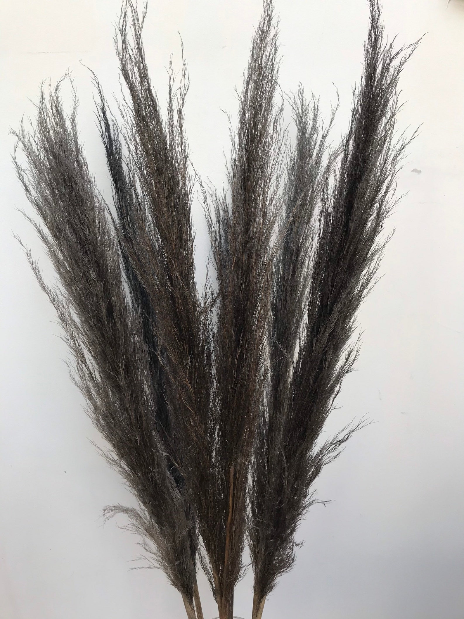 Dark Grey Pampas GrassDyed Natural Pampas Home Decor Dried Etsy