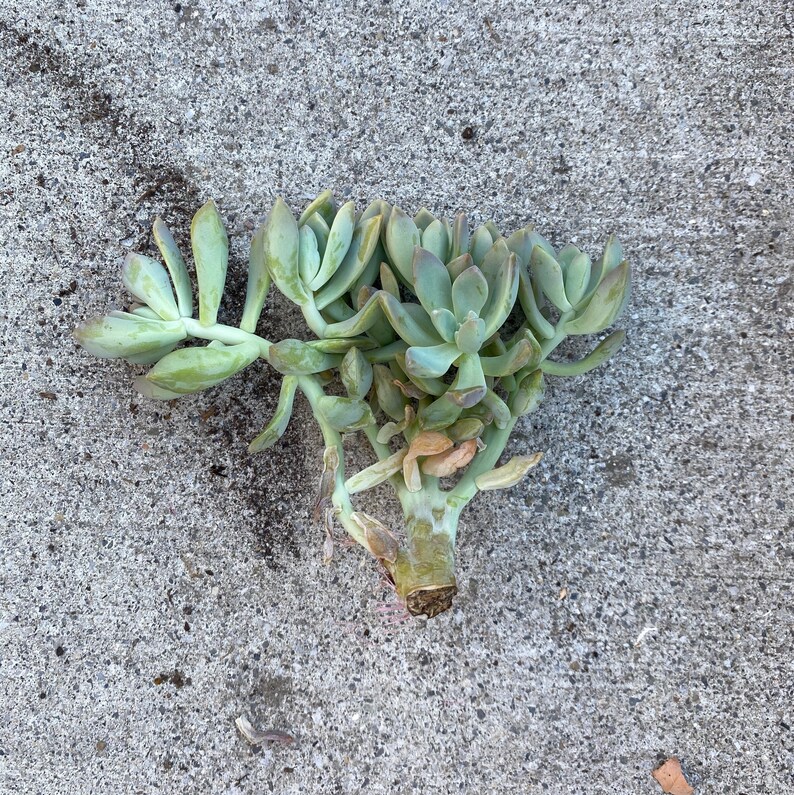 Rare Crested Succulent