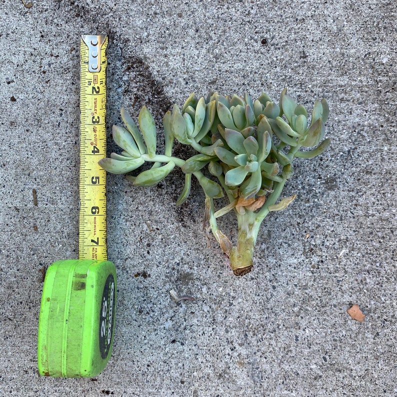 Rare Crested Succulent