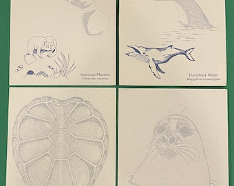 100% recycled Set of 8 vintage note cards, 2 of each image, Images depict sea life with scientific name and a description.