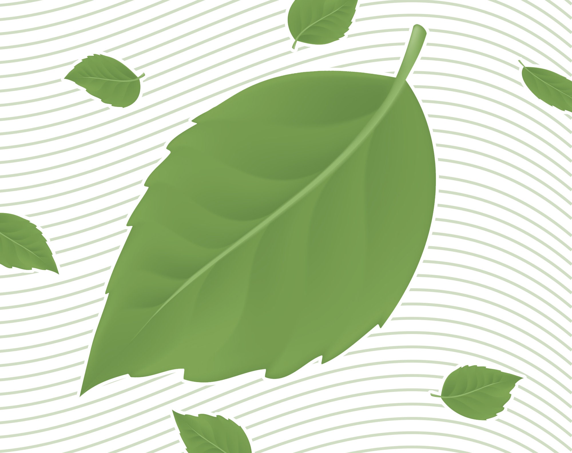 Transition leaves. Transition leaves