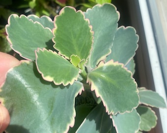 Kalanchoe fedtschenkoi variegata (1 unrooted leaf)