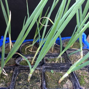 May include: A close-up of a blue plastic crate filled with small black pots containing green onion plants. The plants are growing tall and healthy, with long, slender leaves.