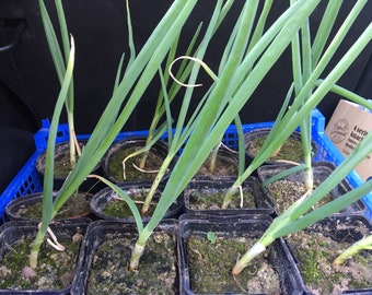 Rocambole onion bulbs: they are small but grow very well in the ground, south-facing location, not too much water