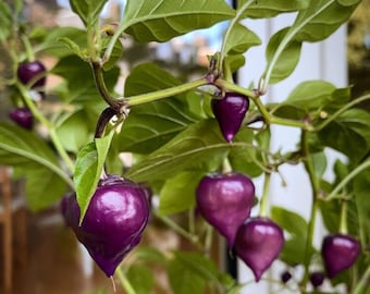 Piment violet plant