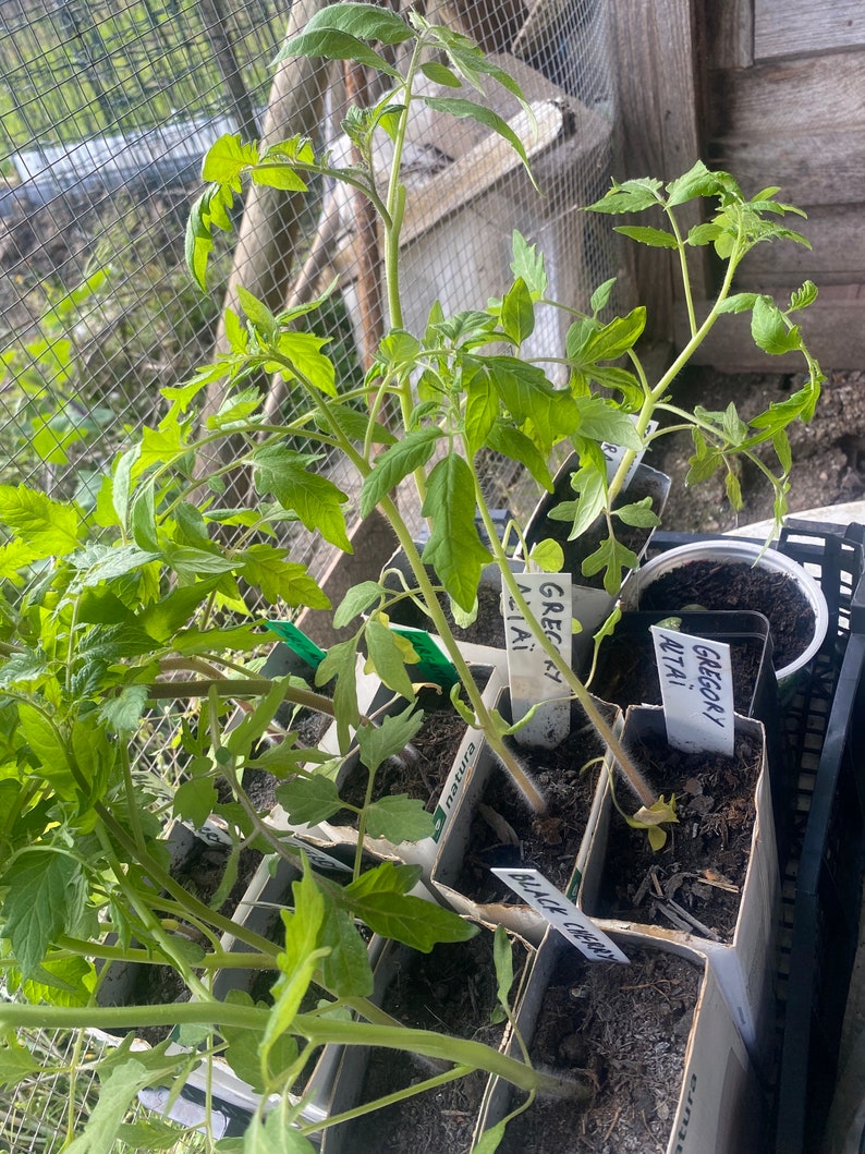 Tomatenpflanze Grégory Althaï 1 Steckling Bild 2