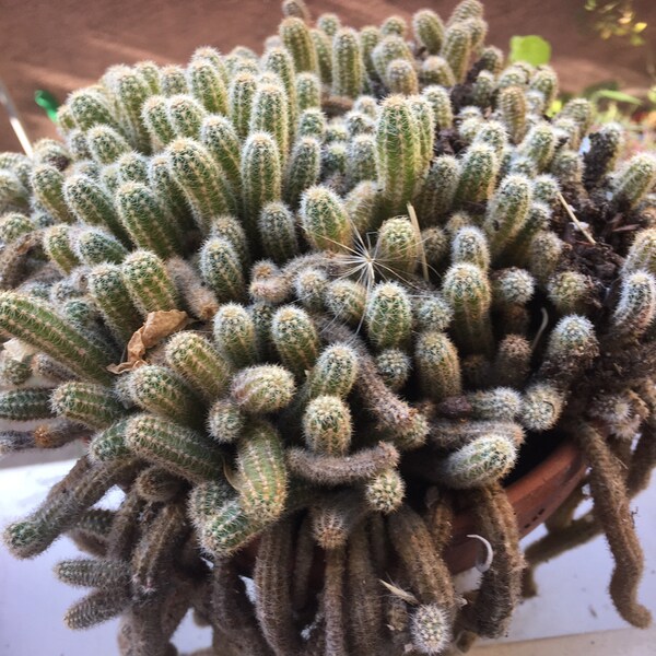Pickle cactus cuttings: Chamaecereus silvestrii