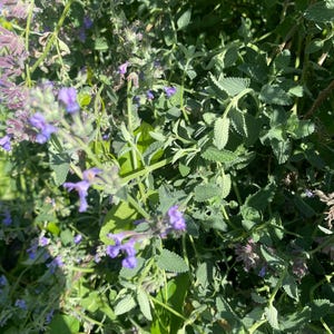 Nepeta x faasenii Six Hill’s Giant (1 cutting)