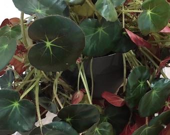 Bouture bégonia "Nénuphar"