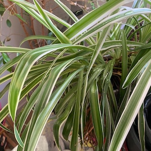 Chlorophytum grne pflanze - Etsy.de