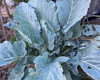 Daubenton koolzaad / eeuwigdurende kool