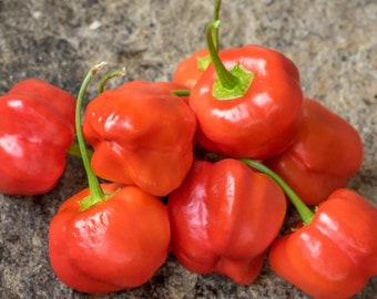 Piment Juanita ( 1 plant )