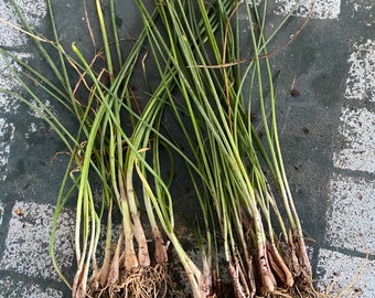 erba cipollina perenne (1 pianta)