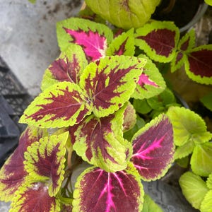 May include: Close-up of coleus plant leaves. The leaves display a vibrant colour palette, featuring lime green edges, deep burgundy centres, and splashes of bright pink. The leaves have a textured appearance and are clustered together.