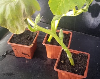 Pumpkin plant