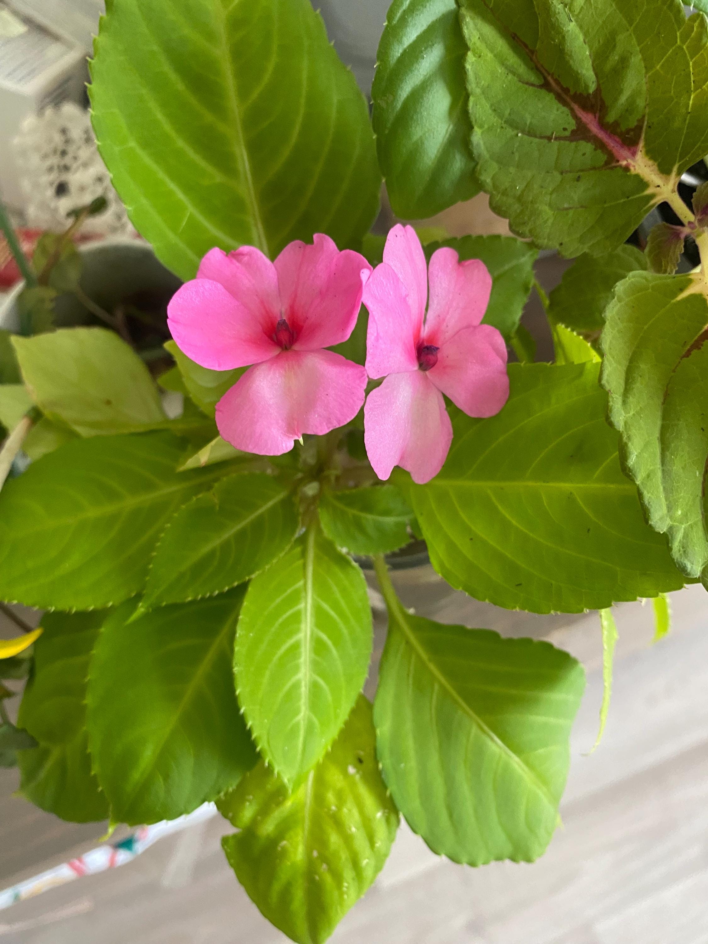 Plante goutte de sang - Etsy France