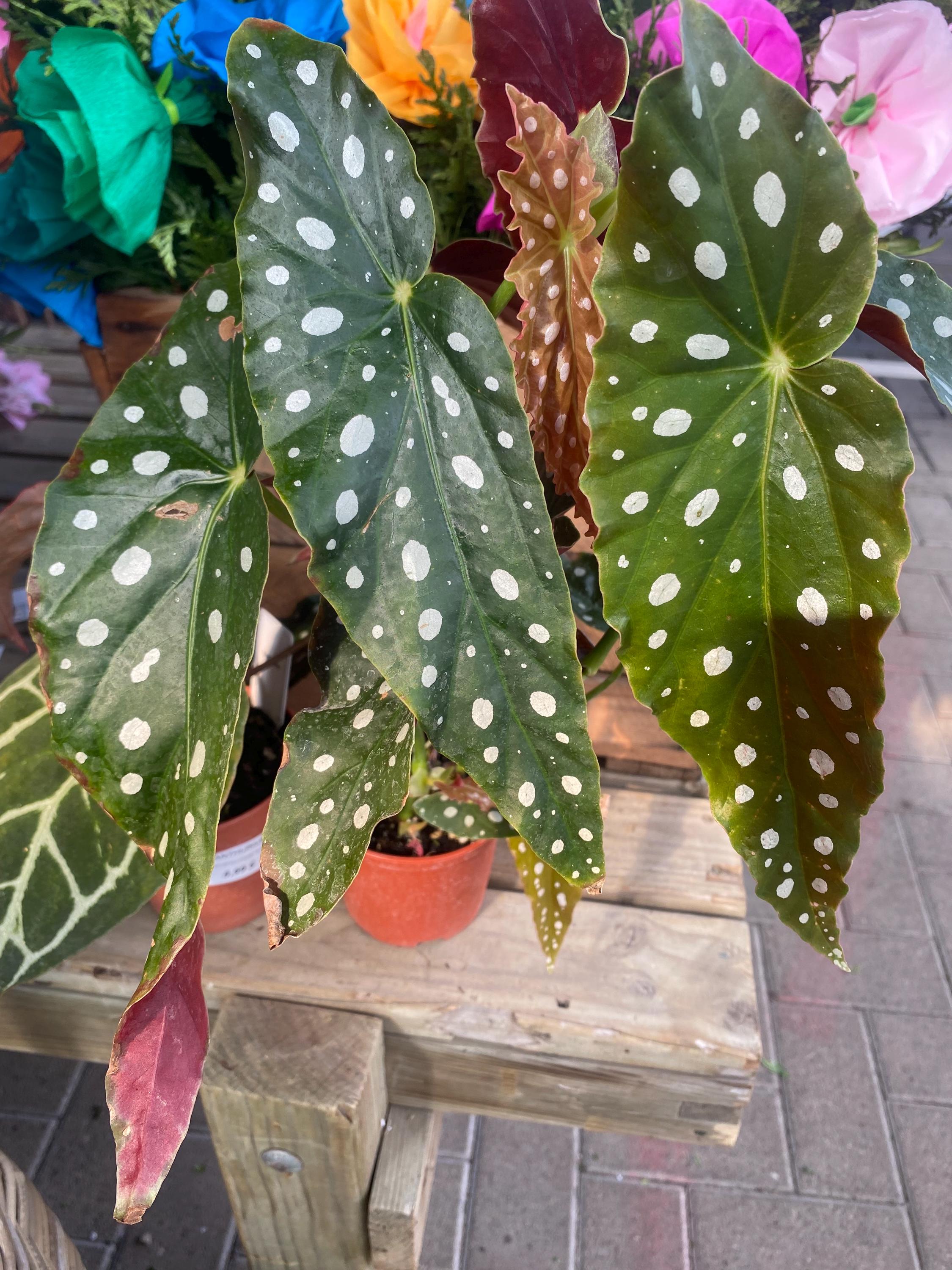 Angel wing begonia plant - Etsy 日本