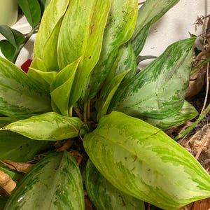Peut inclure: Gros plan sur une plante verte aux grandes feuilles panachées. Les feuilles présentent un mélange de nuances vertes claires et foncées avec des motifs subtils. La plante semble saine et bien éclairée.