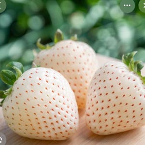 Może przedstawiać: Trzy białe truskawki z czerwonymi nasionami i zielonymi liśćmi. Truskawki leżą na drewnianej powierzchni, z rozmytym zielonym tłem. Te truskawki to unikalna odmiana.