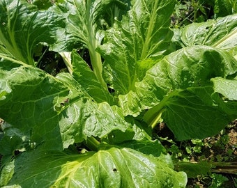 Sea Chard (beta vulgaris maritima) perennial vegetable (10 seeds) See Chards