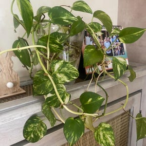 Puede incluir: Una planta de potos con hojas verdes y amarillas variegadas en un jarrón de cristal transparente. Las largas enredaderas de la planta caen sobre un mueble gris. Una foto enmarcada es visible en el fondo, añadiendo un toque personal.