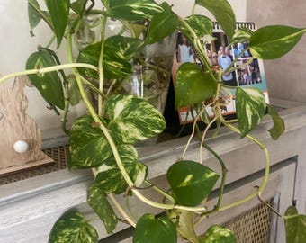 Pothos doré ( 1 bouture )