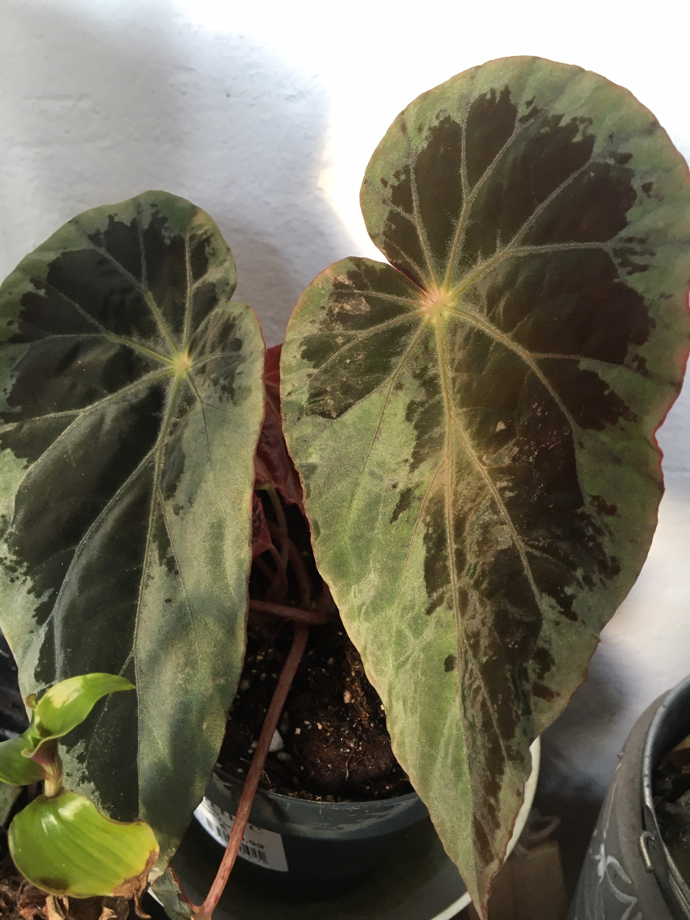 Begonia Burkilli Bouture