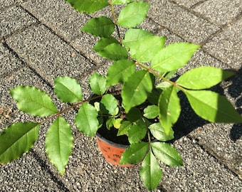 Poivrier de Sichuan ( plant )