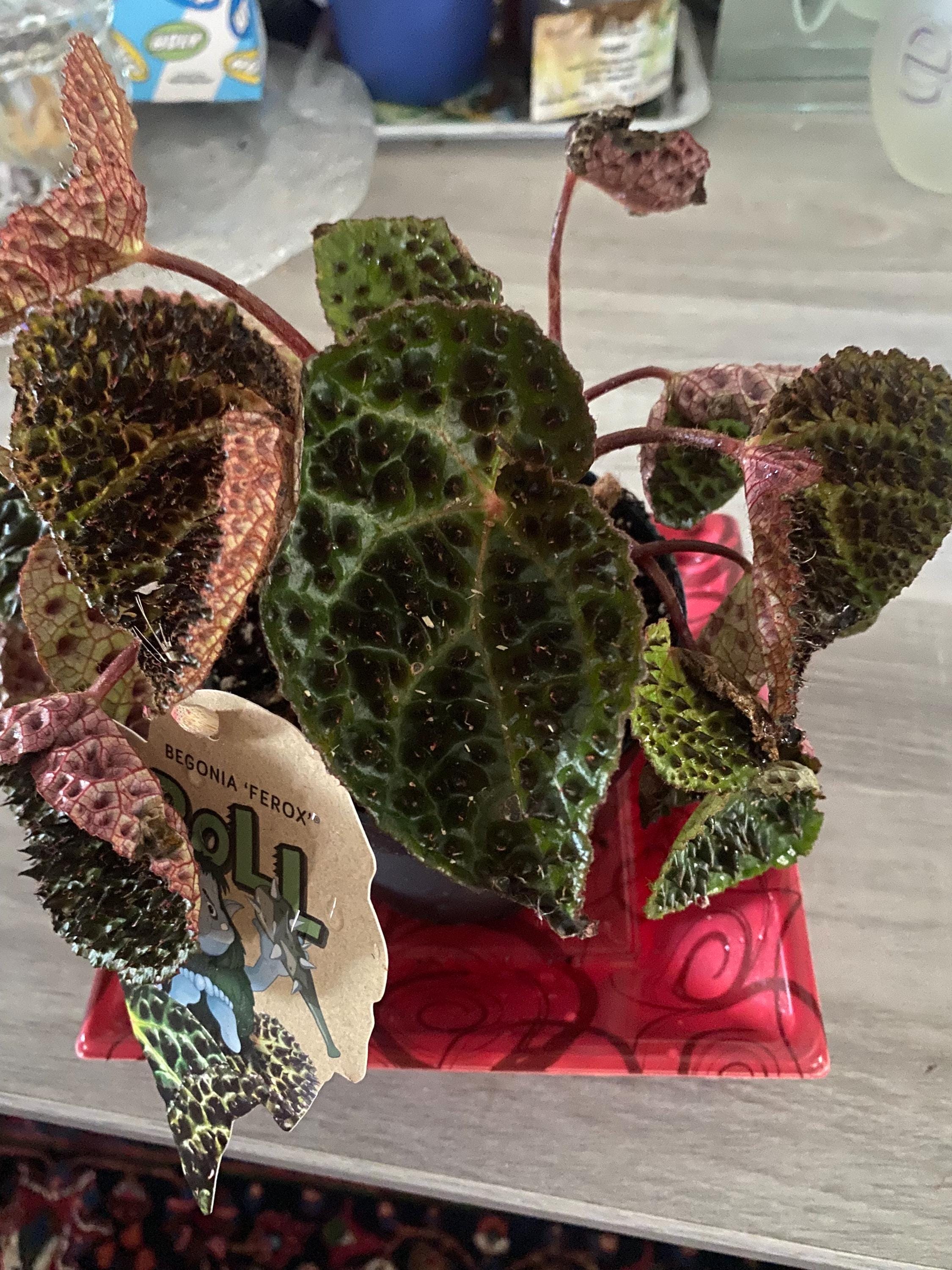 Begonia ferox - Etsy 日本