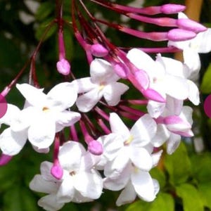 Puede incluir: Primer plano de flores de jazmín con pétalos blancos y capullos rosas. Las flores están agrupadas en un tallo, con hojas verdes en el fondo. La imagen resalta los delicados detalles de las flores.