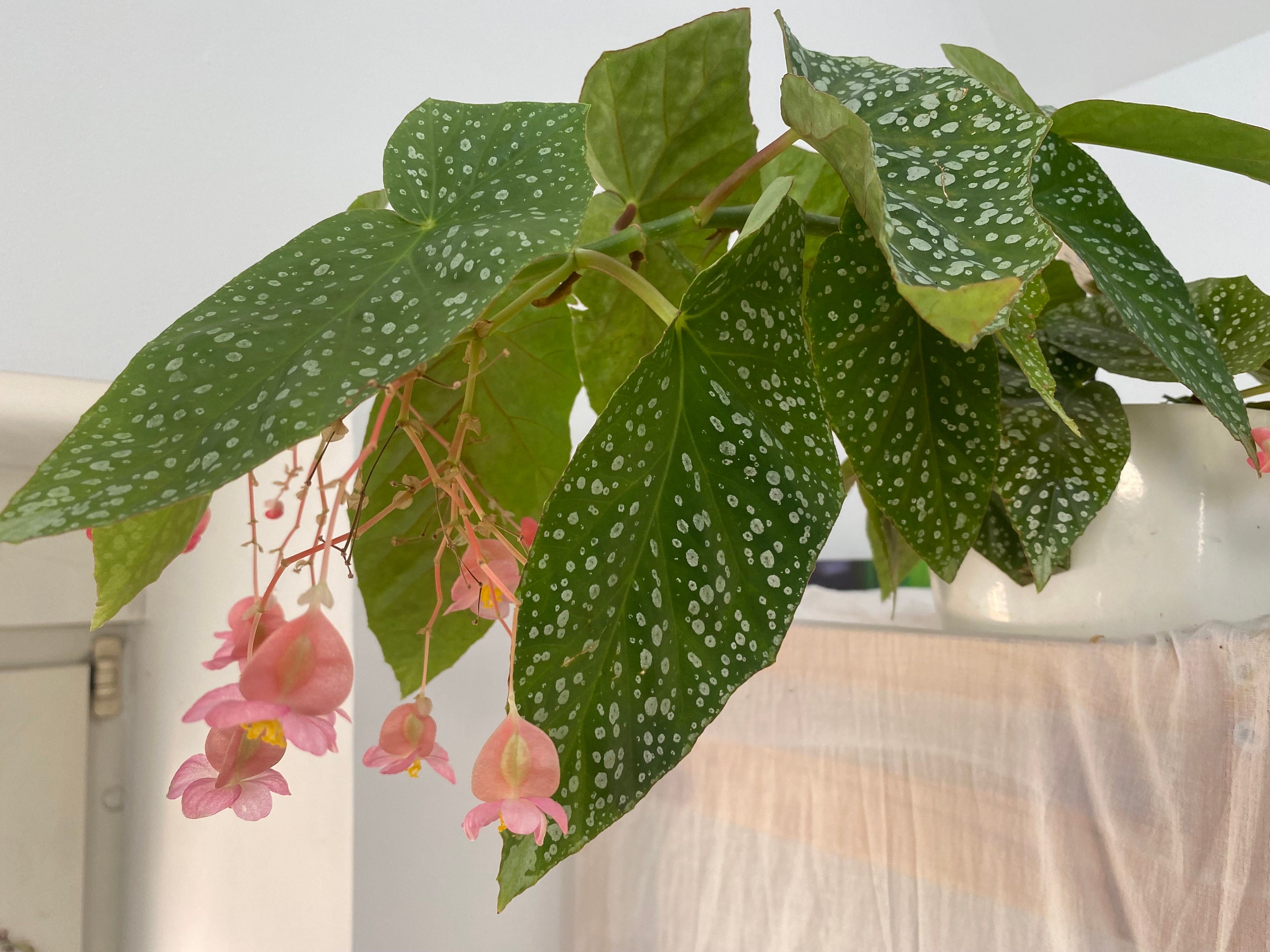 Begonia Snow Capped 斑入り ベゴニア スノーキャップド ベゴニア スノーキャップド 斑入り 小株 - メルカリ