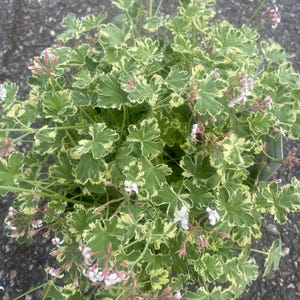 May include: A close-up of a potted plant with green and yellow variegated leaves and small clusters of pink and white flowers. The plant has a full, bushy appearance, with many stems and leaves visible.