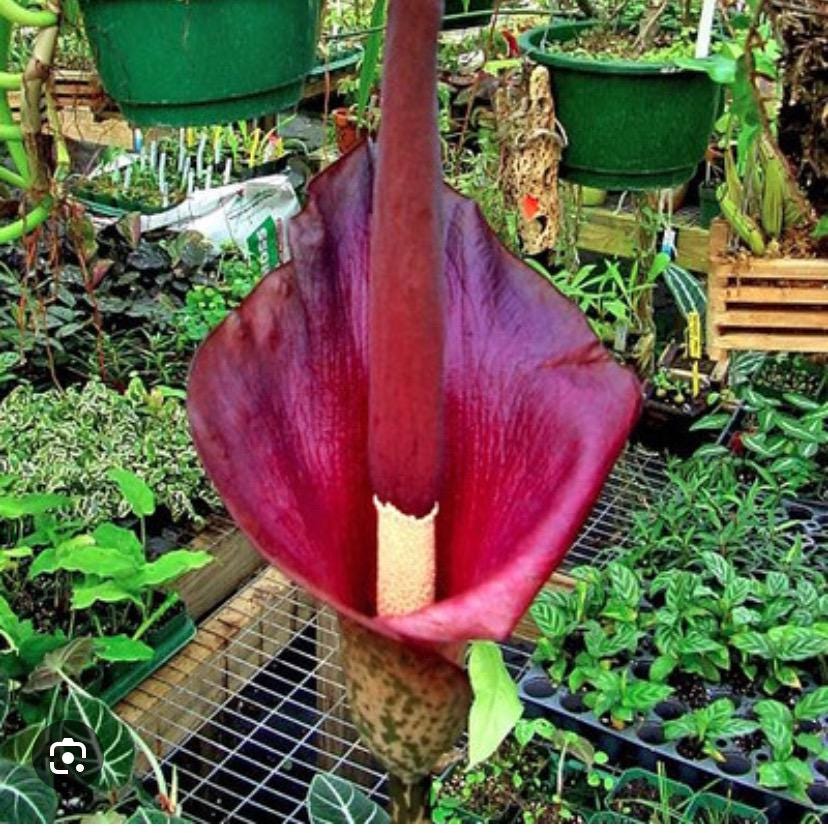 Amorphophallus - Etsy 日本