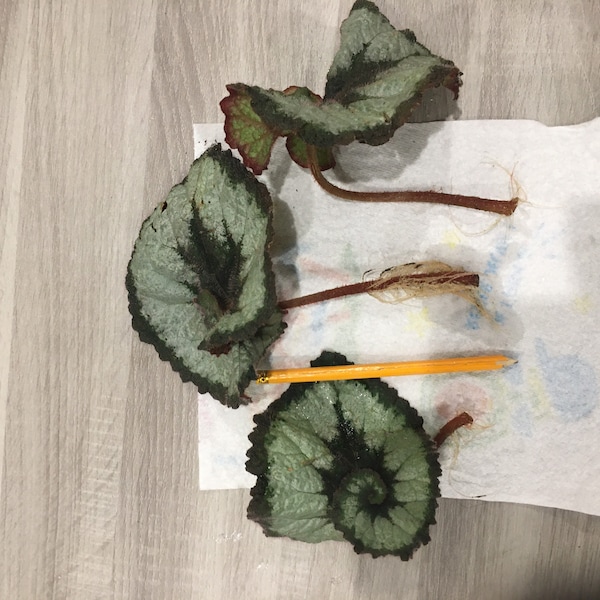 Cutting Begonia Snail rooted
