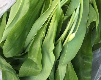 Wilde knoflook, geschikt voor pesto of om zo te eten.