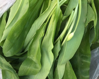 Aglio orsino per pesto o consumo