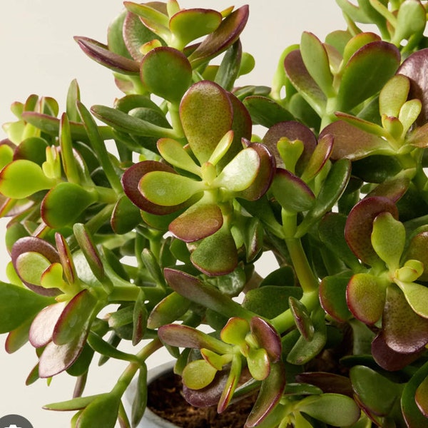 Crassula ovata (Jade tree)