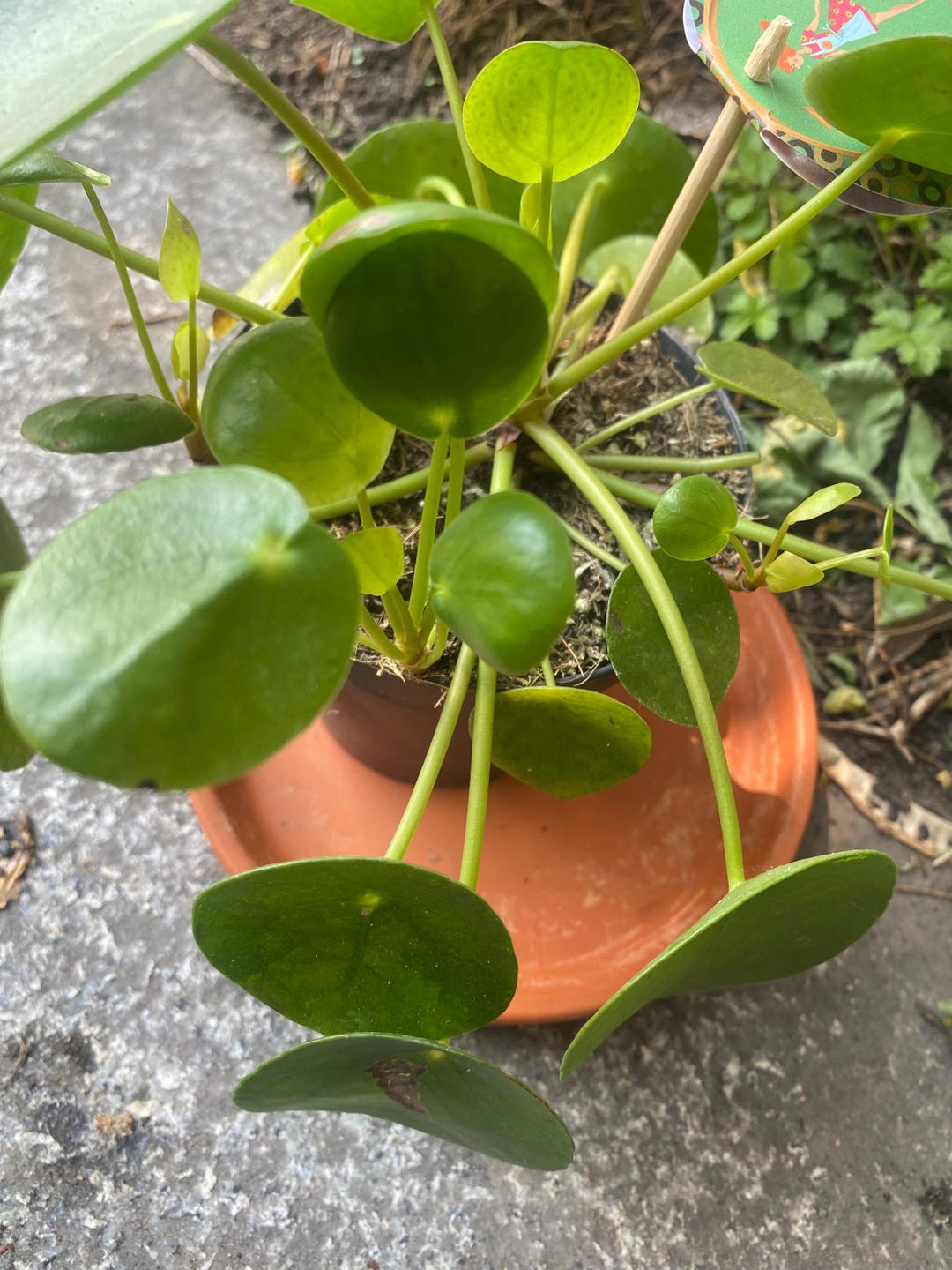 Pilea or Chinese Money Plant (1 Cutting) - Etsy Australia