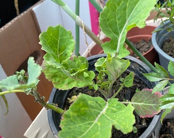 Daubenton cabbage plant