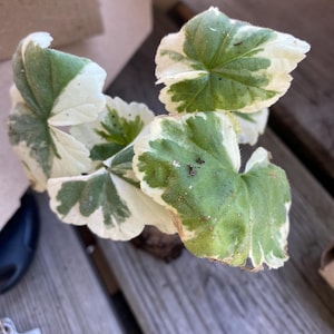 Può includere: Una pianta variegata verde e bianca con foglie che hanno una consistenza leggermente grinzosa. La pianta è seduta su una superficie di legno.