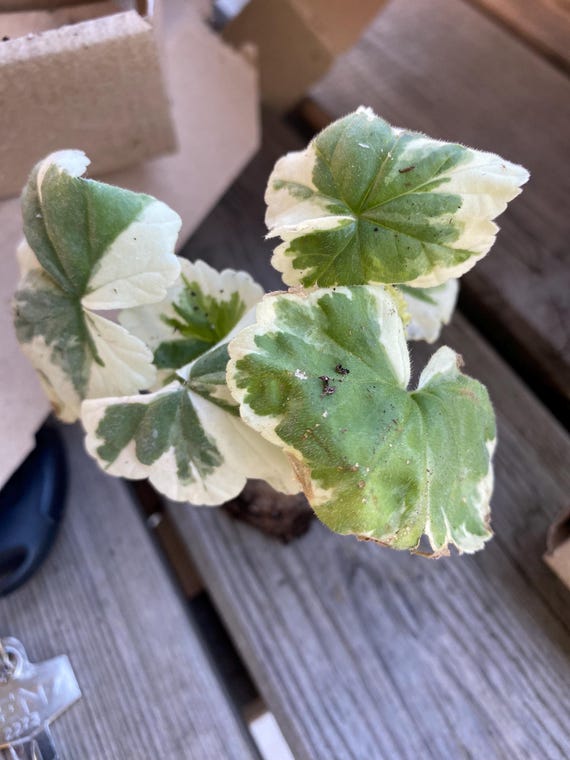 Geranium Variegata (Mr Pollock) 1 cutting