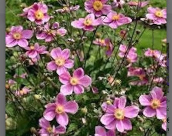 Japanese anemone (rooted plant)